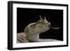 Cerastes Cerastes (Horned Viper)-Paul Starosta-Framed Photographic Print