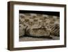 Cerastes Cerastes (Horned Viper)-Paul Starosta-Framed Photographic Print