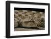 Cerastes Cerastes (Horned Viper)-Paul Starosta-Framed Photographic Print
