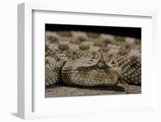 Cerastes Cerastes (Horned Viper)-Paul Starosta-Framed Photographic Print