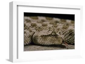 Cerastes Cerastes (Horned Viper)-Paul Starosta-Framed Photographic Print