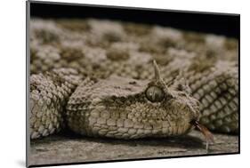 Cerastes Cerastes (Horned Viper)-Paul Starosta-Mounted Photographic Print