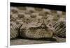 Cerastes Cerastes (Horned Viper)-Paul Starosta-Framed Photographic Print