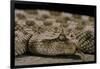 Cerastes Cerastes (Horned Viper)-Paul Starosta-Framed Photographic Print