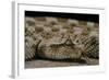 Cerastes Cerastes (Horned Viper)-Paul Starosta-Framed Photographic Print