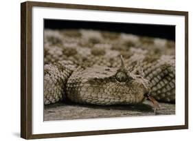 Cerastes Cerastes (Horned Viper)-Paul Starosta-Framed Photographic Print