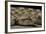 Cerastes Cerastes (Horned Viper)-Paul Starosta-Framed Photographic Print