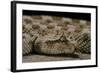 Cerastes Cerastes (Horned Viper)-Paul Starosta-Framed Photographic Print