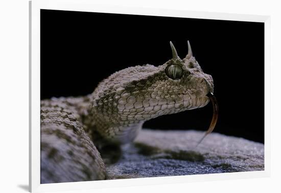 Cerastes Cerastes (Horned Viper)-Paul Starosta-Framed Photographic Print