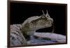 Cerastes Cerastes (Horned Viper)-Paul Starosta-Framed Photographic Print