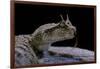 Cerastes Cerastes (Horned Viper)-Paul Starosta-Framed Photographic Print