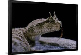 Cerastes Cerastes (Horned Viper)-Paul Starosta-Framed Photographic Print