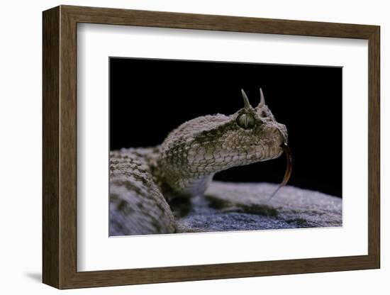 Cerastes Cerastes (Horned Viper)-Paul Starosta-Framed Photographic Print