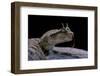 Cerastes Cerastes (Horned Viper)-Paul Starosta-Framed Photographic Print