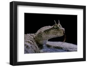 Cerastes Cerastes (Horned Viper)-Paul Starosta-Framed Photographic Print