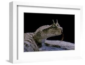 Cerastes Cerastes (Horned Viper)-Paul Starosta-Framed Photographic Print