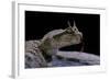 Cerastes Cerastes (Horned Viper)-Paul Starosta-Framed Photographic Print