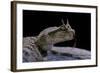 Cerastes Cerastes (Horned Viper)-Paul Starosta-Framed Photographic Print