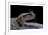 Cerastes Cerastes (Horned Viper)-Paul Starosta-Framed Photographic Print