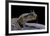 Cerastes Cerastes (Horned Viper)-Paul Starosta-Framed Photographic Print