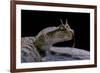 Cerastes Cerastes (Horned Viper)-Paul Starosta-Framed Photographic Print