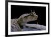 Cerastes Cerastes (Horned Viper)-Paul Starosta-Framed Photographic Print