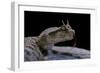 Cerastes Cerastes (Horned Viper)-Paul Starosta-Framed Photographic Print