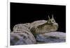 Cerastes Cerastes (Horned Viper)-Paul Starosta-Framed Photographic Print