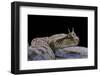 Cerastes Cerastes (Horned Viper)-Paul Starosta-Framed Photographic Print