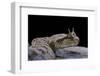 Cerastes Cerastes (Horned Viper)-Paul Starosta-Framed Photographic Print