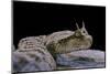 Cerastes Cerastes (Horned Viper)-Paul Starosta-Mounted Photographic Print