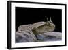 Cerastes Cerastes (Horned Viper)-Paul Starosta-Framed Photographic Print