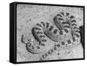 Cerastes Viper-null-Framed Stretched Canvas