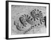 Cerastes Viper-null-Framed Photographic Print
