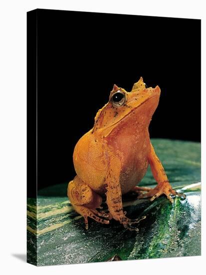 Ceratobatrachus Guentheri (Gunther's Triangle Frog)-Paul Starosta-Stretched Canvas