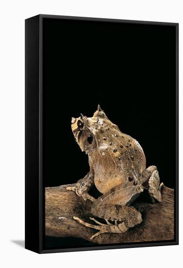 Ceratobatrachus Guentheri (Gunther's Triangle Frog)-Paul Starosta-Framed Stretched Canvas