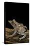 Ceratobatrachus Guentheri (Gunther's Triangle Frog)-Paul Starosta-Stretched Canvas