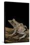 Ceratobatrachus Guentheri (Gunther's Triangle Frog)-Paul Starosta-Stretched Canvas