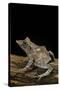 Ceratobatrachus Guentheri (Gunther's Triangle Frog)-Paul Starosta-Stretched Canvas