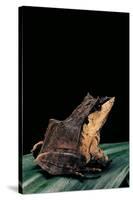 Ceratobatrachus Guentheri (Gunther's Triangle Frog)-Paul Starosta-Stretched Canvas