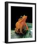 Ceratobatrachus Guentheri (Gunther's Triangle Frog)-Paul Starosta-Framed Photographic Print