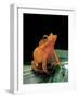 Ceratobatrachus Guentheri (Gunther's Triangle Frog)-Paul Starosta-Framed Photographic Print