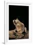 Ceratobatrachus Guentheri (Gunther's Triangle Frog)-Paul Starosta-Framed Photographic Print