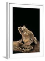 Ceratobatrachus Guentheri (Gunther's Triangle Frog)-Paul Starosta-Framed Photographic Print