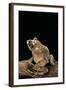 Ceratobatrachus Guentheri (Gunther's Triangle Frog)-Paul Starosta-Framed Photographic Print