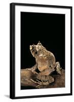 Ceratobatrachus Guentheri (Gunther's Triangle Frog)-Paul Starosta-Framed Photographic Print