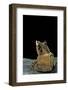 Ceratobatrachus Guentheri (Gunther's Triangle Frog)-Paul Starosta-Framed Photographic Print