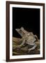 Ceratobatrachus Guentheri (Gunther's Triangle Frog)-Paul Starosta-Framed Photographic Print