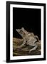 Ceratobatrachus Guentheri (Gunther's Triangle Frog)-Paul Starosta-Framed Photographic Print