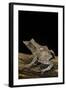 Ceratobatrachus Guentheri (Gunther's Triangle Frog)-Paul Starosta-Framed Photographic Print